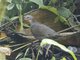 White-throated Quail-Dove (Zentrygon frenata)