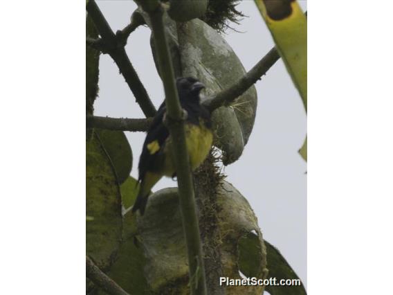 Yellow-bellied Siskin (Spinus xanthogastrus)