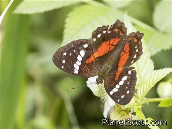 Red Peacock (Anartia amathea)