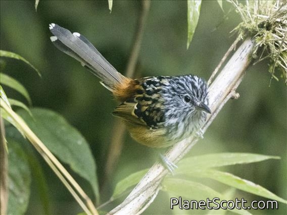 Streak-headed Antbird (Drymophila striaticeps)