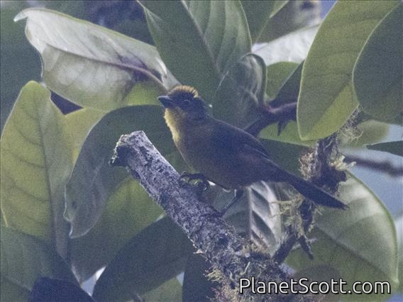 Tricolored Brushfinch (Atlapetes tricolor)