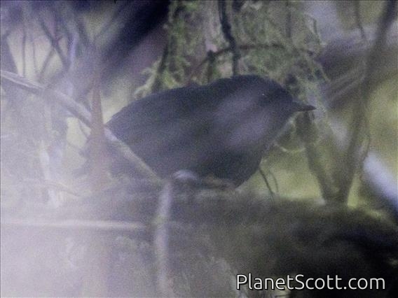 Blackish Tapaculo (Scytalopus latrans)