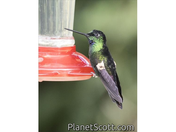 Buff-winged Starfrontlet (Coeligena lutetiae)