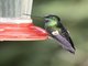 Buff-winged Starfrontlet (Coeligena lutetiae)