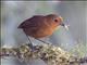 Equatorial Antpitta (Grallaria saturata)