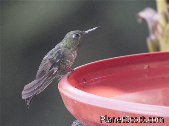 Green-tailed Trainbearer (Lesbia nuna)