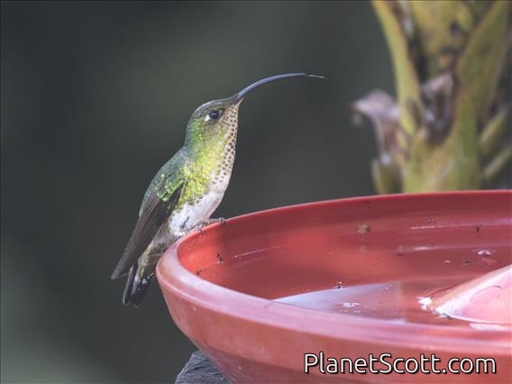 Mountain Velvetbreast (Lafresnaya lafresnayi) - Female