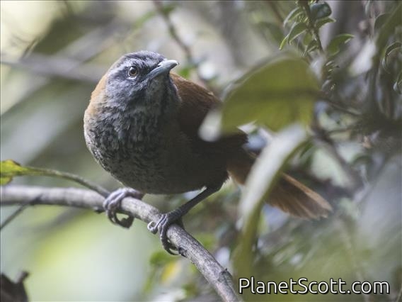 Plain-tailed Wren (Pheugopedius euophrys)
