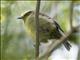Yellow-bellied Chat-Tyrant (Silvicultrix diadema)