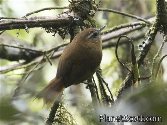White-browed Spinetail (Hellmayrea gularis)