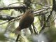 White-browed Spinetail (Hellmayrea gularis)