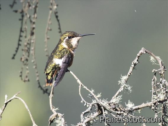 White-bellied Woodstar (Chaetocercus mulsant)