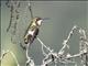 White-bellied Woodstar (Chaetocercus mulsant)