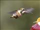 White-bellied Woodstar (Chaetocercus mulsant)