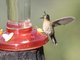 Tyrian Metaltail (Metallura tyrianthina)