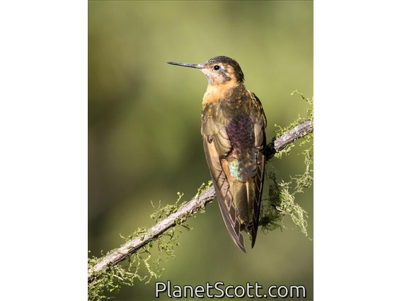 Shining Sunbeam (Aglaeactis cupripennis)