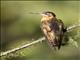 Shining Sunbeam (Aglaeactis cupripennis)