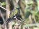 Sapphire-vented Puffleg (Eriocnemis luciani)