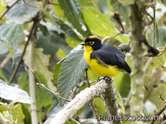 Spectacled Redstart (Myioborus melanocephalus)