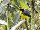 Spectacled Redstart (Myioborus melanocephalus)