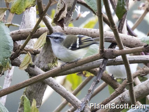 White-banded Tyrannulet (Mecocerculus stictopterus)