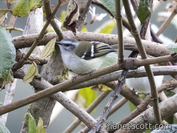 White-banded Tyrannulet (Mecocerculus stictopterus)
