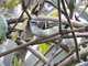 White-banded Tyrannulet (Mecocerculus stictopterus)