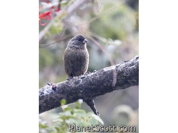 Plain-colored Seedeater (Catamenia inornata)