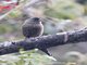 Plain-colored Seedeater (Catamenia inornata)