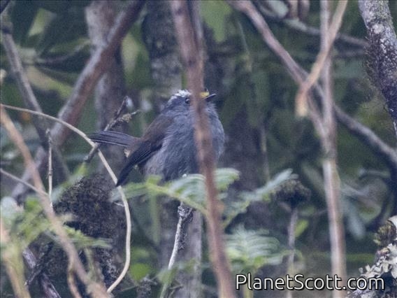 Crowned Chat-Tyrant (Silvicultrix frontalis)