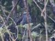 Crowned Chat-Tyrant (Silvicultrix frontalis)
