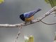 Blue-backed Conebill (Conirostrum sitticolor)
