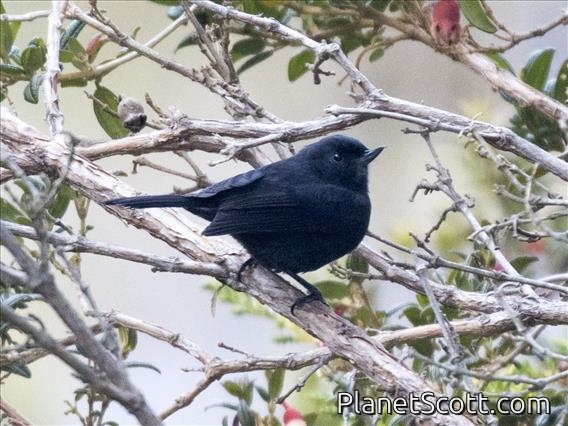 Black Flowerpiercer (Diglossa humeralis)