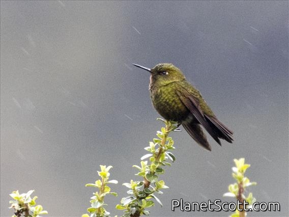 Viridian Metaltail (Metallura williami)