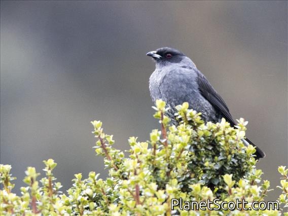 Red-crested Cotinga (Ampelion rubrocristatus)