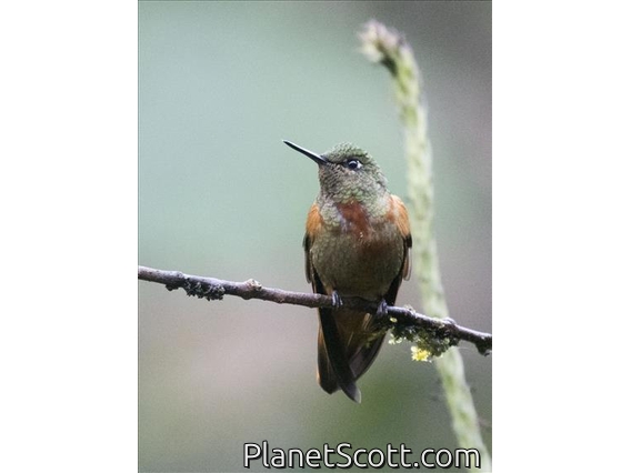 Chestnut-breasted Coronet (Boissonneaua matthewsii)