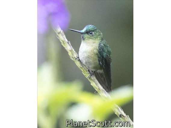 Long-tailed Sylph (Aglaiocercus kingii)
