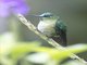 Long-tailed Sylph (Aglaiocercus kingii)