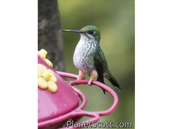 Peruvian Racket-tail (Ocreatus peruanus) - Female