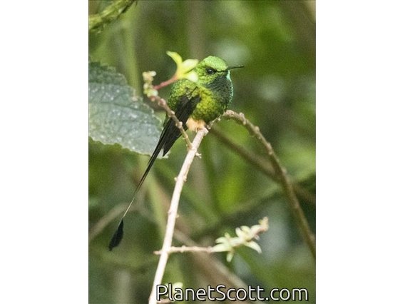 Peruvian Racket-tail (Ocreatus peruanus)