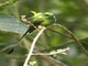 Peruvian Racket-tail (Ocreatus peruanus)