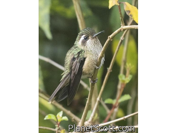 Speckled Hummingbird (Adelomyia melanogenys)