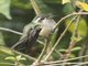 Speckled Hummingbird (Adelomyia melanogenys)