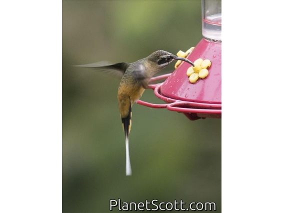 Tawny-bellied Hermit (Phaethornis syrmatophorus)