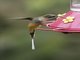 Tawny-bellied Hermit (Phaethornis syrmatophorus)