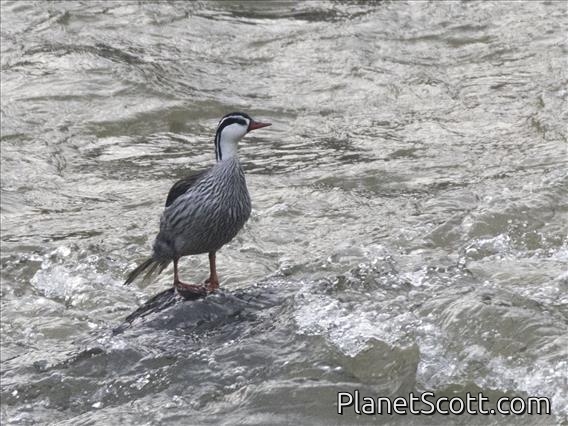 Torrent Duck (Merganetta armata)