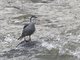 Torrent Duck (Merganetta armata)