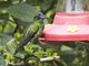 Violet-fronted Brilliant (Heliodoxa leadbeateri)