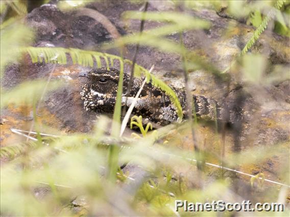 Blackish Nightjar (Nyctipolus nigrescens)