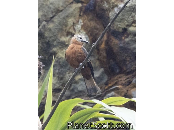 Cliff Flycatcher (Hirundinea ferruginea)